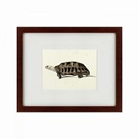 картина: a hand-painted illustration of an elongated tortoise, 1873 в Москве