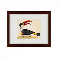 картина: white-throated toucan, 1716 в Москве
