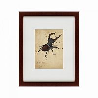 картина: stag beetle, 1505 в Москве