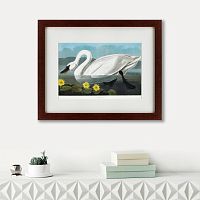 картина: common american swan, 1838 в Москве