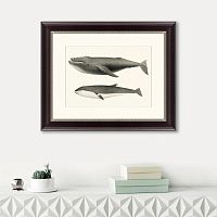 картина: humpback whale (megaptera versabilis), 1859 в Москве