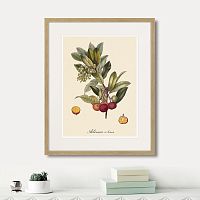 картина: juicy fruit lithography №4, 1870г. в Москве