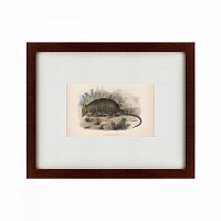 картина: armadillo, 1860 в Москве