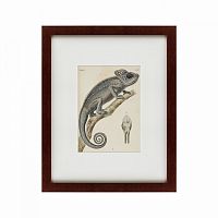картина: chameleon, 1706 в Москве