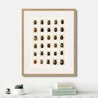 картина: assorted beetles №2, 1735г. в Москве
