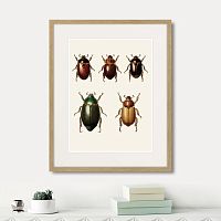 картина: assorted beetles №7, 1735г. в Москве