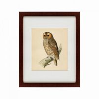 картина: brown owl, 1760 в Москве