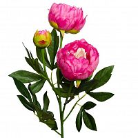 пион розовый 64 см (24) в Москве