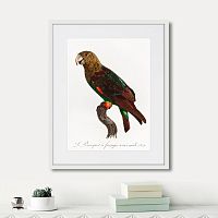 картина: beautiful parrots №3, 1872г. в Москве
