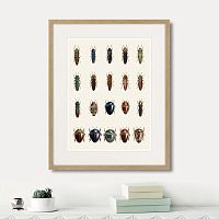 картина: assorted beetles №3, 1735г. в Москве