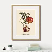 картина: juicy fruit lithography №7, 1870г. в Москве