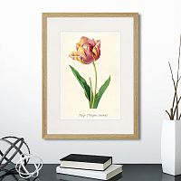 картина: botany illustration №3, 1836г. в Москве