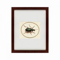 картина: beetle, 1700 в Москве