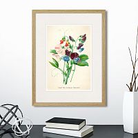картина: botany illustration №4, 1836г. в Москве