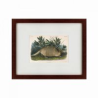 картина: armadillo (dasypus peba), 1848 в Москве