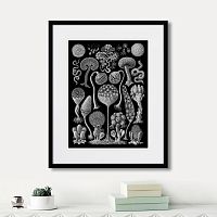 картина: art forms of nature №3, 1897г. в Москве