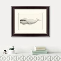 картина: bowhead whale (balaena mysticetus), 1856 в Москве