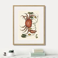 картина: land crab and tapia branch, 1742г. в Москве