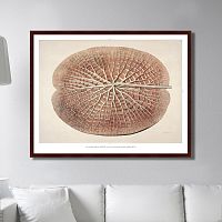 картина: leaf of a gigantic water lily, 1870г. в Москве