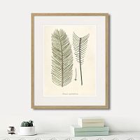 картина: fragmenta botanica №9, 1809г. в Москве