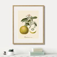 картина: juicy fruit lithography №10, 1870г. в Москве