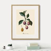 картина: juicy fruit lithography №9, 1870г. в Москве