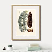 картина: fragmenta botanica №5, 1809г. в Москве